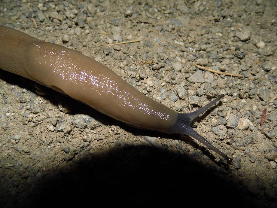 Limazilla! - Limax con testa blu da Sassello (SV)